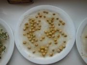 Rychlíme semínka a pozorujeme